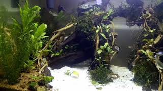 Aquascape #4