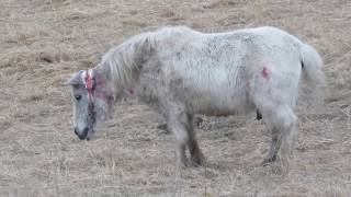 pony neck chain rescue