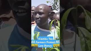 Kiambu Tea Farmers Protest Low Bonus #shorts #kiambu