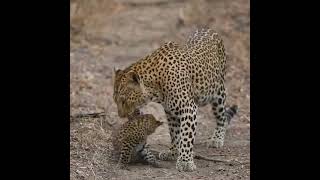 Adorable Leopard Cub and Mother Bonding