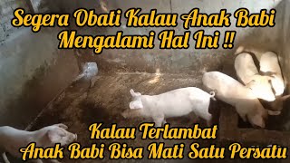 Segera Obati Kalau Anak Babi Menunjukkan Gejala Sakit| Jangan Sampai Terlambat