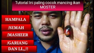 CARA PASANG UMPAN SAWIT REBUS #2 UNTUK MANCING IKAN HAMPALA MOSTER