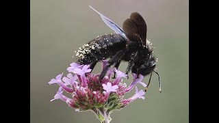 240 fps Holzbiene mit blauen Flügeln #slowmotion  #Naturbeobachtung - violet carpenter bee