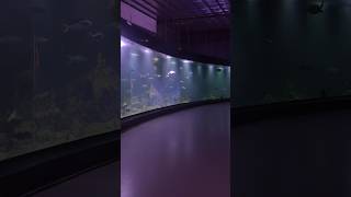 aquarium cekung terbesar !! Piamari aquarium indonesia #megatank #hiu #penyuhijau #pari #fyp