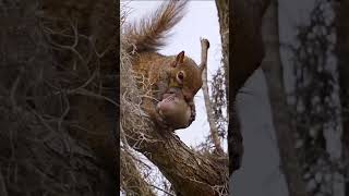 Mother Squirrel's Ultimate Protection