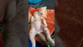 Kucing Tidur Sleeping kitten #kucingcomel #kucinglucu #kucinganggora #kucingimut