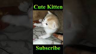 Cutest Kitten Ever #Viral #Shorts