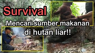 Survival || mencari sumber makanan di hutan liar!!