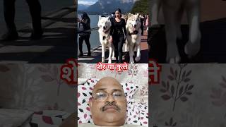 शेर जैसे कुत्ते 🐕#shorts #youtubeshorts #Vipul #trending #dog #jordenchangai