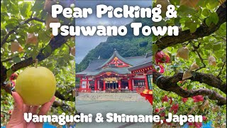 Pear Picking & Tsuwano Town  | Yamaguchi | Shimane | Japan | Travel | Guide | JAPAN Vlog