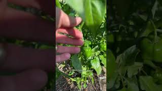 How to speed up ripening!! #garden #gardening #farming #food #pepper #gardeningtips #canning #prep