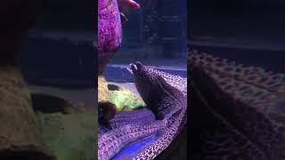 😱 Monster Moray Eel Fish 🐟 | Aquarium Shorts