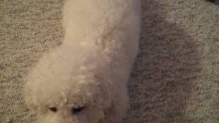 Bichon Frise Dog Tricks