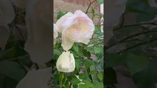 White roses and birds chirping #garden #flowers #rose