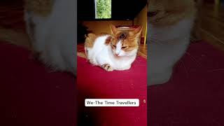 Hey| #youtubeshorts  #cat  #pets