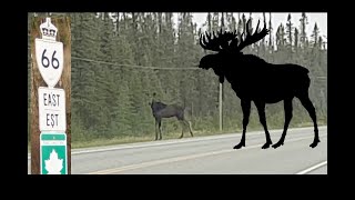 Summer Solstice Moose Sighting on Hwy 66