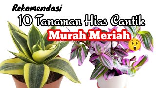 10 Rekomendasi Tanaman Hias Cantik Murah Meriah || update harga supermarket Star Rp. 5000😍