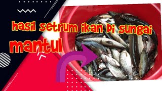 Setrum Ikan Gabus Di Sungai/2021