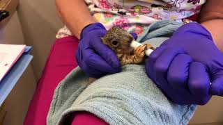 Baby Squirrel Feeding - Spring 2018