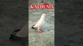 Giribaz kaldom kabootar 🔥👑#pigeon #birdspecies #shorts #ytviral #yt #kabootar #birds