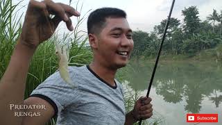 udang galah ura gedi ura cilik pas buat umpan ikan kakap paling ampuh