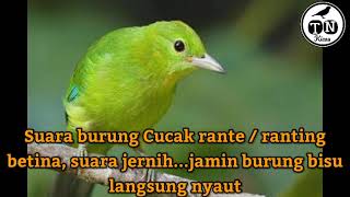 Suara Cucak rante / ranting betina, suara jernih...jamin burung bisu langsung nyaut