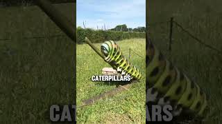 Caterpie in real life?