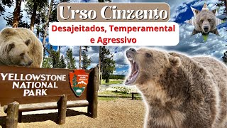 Ursos Cinzentos: Desajeitados, Temperamental e Agressivo quando Ameaçado!(Grizzly Bear)Ursus Arctos