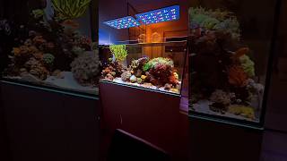 marine setup #shorts #aquarium #trending