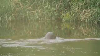 Heute: Beim Biber an der Mulde in Nordsachsen _ 4k