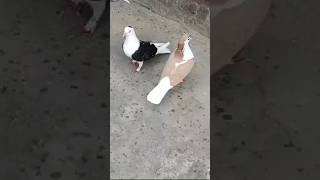 Dobaz pigeon #shorts #pigeon #bird #nafeespigeon #shortsviral