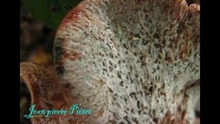 Peckiella lateritia, parasite un Lactarius sanguifluus. Champimaginatis. English Text.