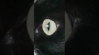 Glass eyes ,amazing! 😻De wonderen van het kattenoog #cateye #close-upeye #kattenoog #glazenoog