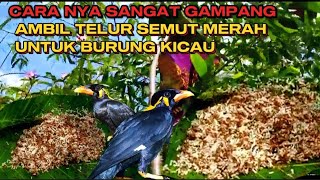 NGK SENGAJA NEMU TELUR SEMUT INI SANGAT MAHAL UNTUK PUDING BURUNG KICAW MANIA✅