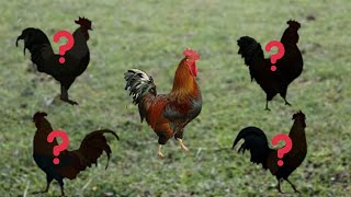 Berbagai macam ayam jago berkokok ll Ayam jago merah ll ayam kepala putih ll ayam berkokok