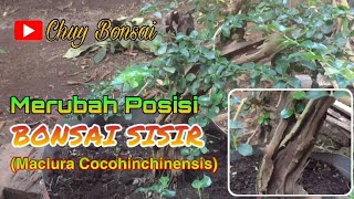 BONSAI SISIR / KALIAGE (Maclura Cocohinchinensis) PART I