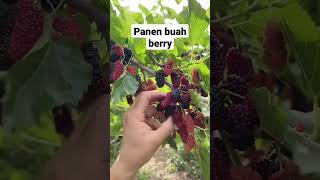 Panen buah Berry #panen #buah #segar