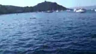 Meeting the Dolphins