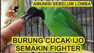 CARA CEPAT NAIKKAN MENTAL BURUNG CUCAK IJO AGAR FIGHTER DAN EMOSI SEBELUM LOMBA