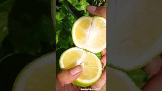 harvesting fruits 🍋‍🟩🥑🥝🍉🍐 #fresh #seasonal #fruitfarming #fruitgarden @gardening_lover7469