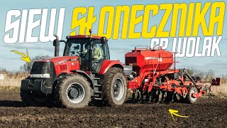 🇵🇱SIEW SŁONECZNIKA na Dużą Skalę 2022 ✓ GR Wolak ☆ CASE Magnum 250 & HORSCH Focus 3TD & Zetor ☆ AW ™