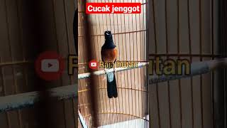 murai batu gacor isian cucak jenggot