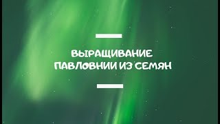 Павловния из семян в домашних условиях