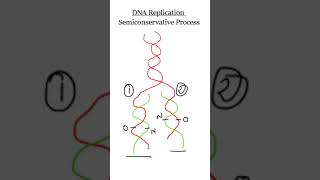 DNA replication | Viva Voce |#biochemistry