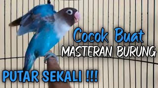 Masteran burung Lovebird,suara burung Lovebird ngekek panjang