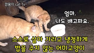 험한세상 스스로 살아 가라고 냉정하게 밥을 주지 않는 어미길고양 의 교훈