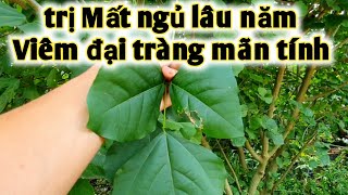 Bài thuốc trị mất ngủ lâu năm, viêm đại tràng mãn tính. PHAN HẢI Vlog.