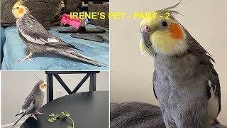 Irene's Pet Video - Part 2 | Cockatiel Bird with orange cheeks | Atlanta | Irene Baby | Olivia Rose