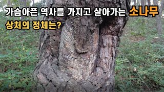 가슴아픈 역사를 가지고 살아가는 소나무