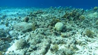 Kokomo Beach, Curacao January 2024